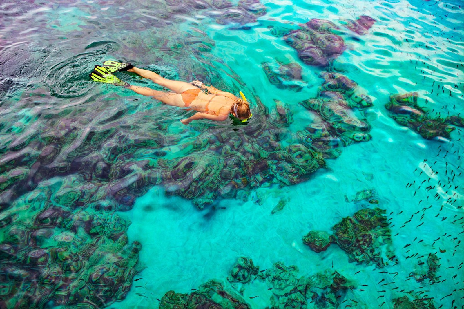 Three Island Tour - Pig interaction and turtle sightings 3-4 Hours