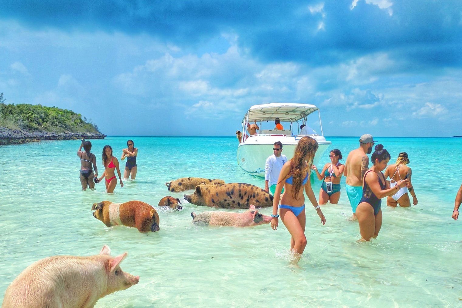 Swim with the Pigs - 2 Hours Group Tour